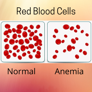Red Blood Cells during Anemia